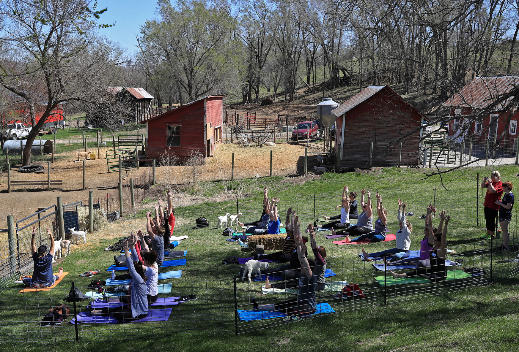 Namaste Goat Yoga